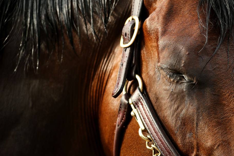 Primo piano di un cavallo al 140th Preakness Stakes 2015 a Baltimore, Maryland (AFP)